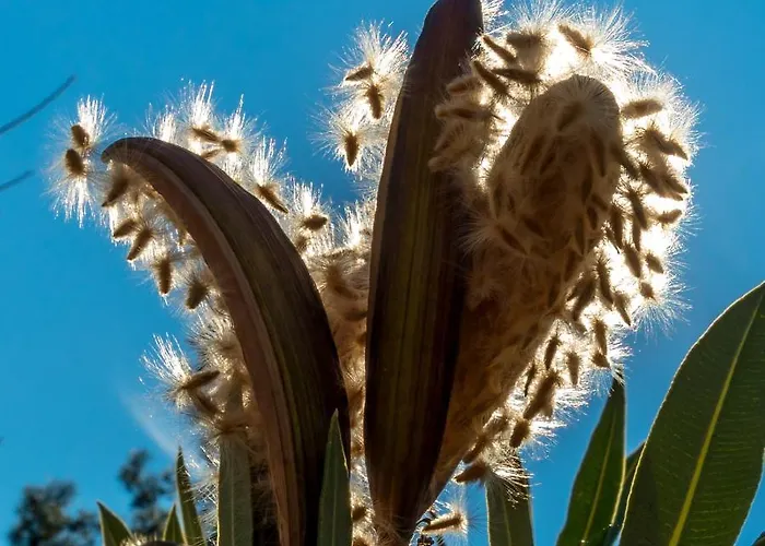 Petunya Boutique 3* Icmeler