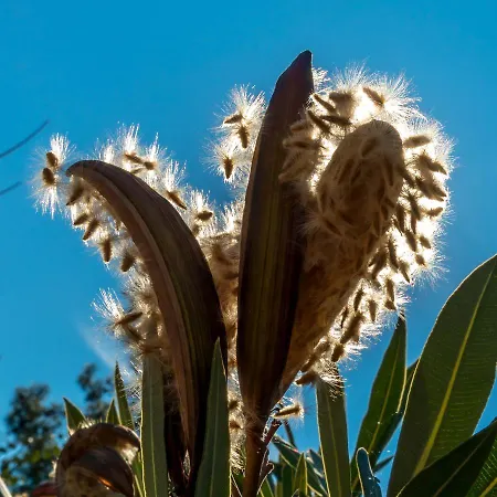 Petunya Boutique 3* 이츠멜레르